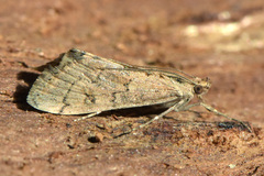 Cornifrons ulceratalis