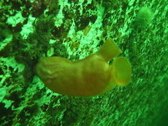 Halocynthia aurantium