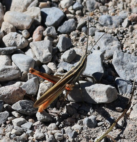 Texas Mermiria
