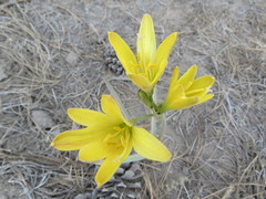 Zephyranthes gilliesiana