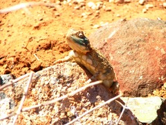 Agama hispida hispida