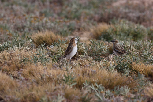 Rufous-necked Snowfinch