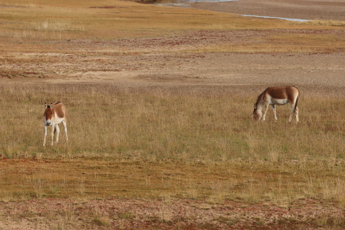 Kiang