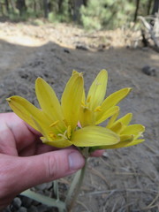 Zephyranthes gilliesiana