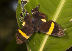 Ancyluris inca inca