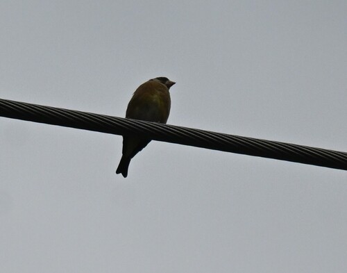 Oriental Greenfinch