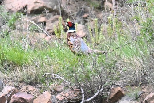 Ring-necked Pheasant