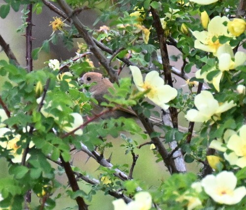 Vinous-throated Parrotbill