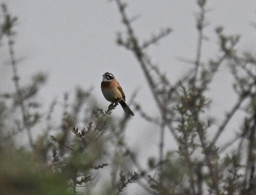 Meadow Bunting