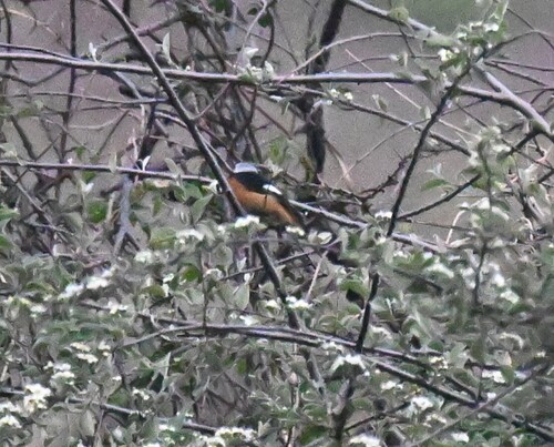 Daurian Redstart
