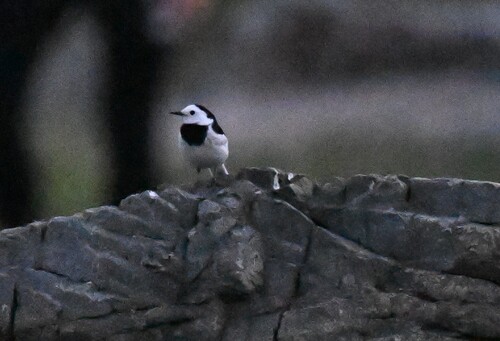 White Wagtail