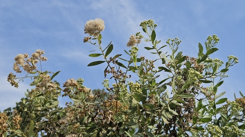 Pluchea indica iNat (2)