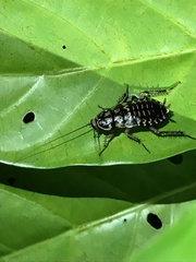 Neostylopyga rhombifolia