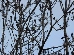 Parus major