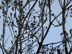 Parus major