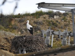 Ciconia ciconia