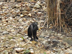 Phalacrocorax carbo