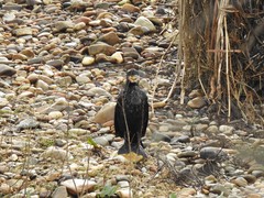 Phalacrocorax carbo