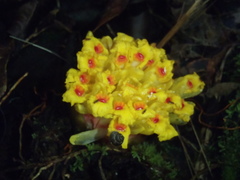 Etlingera fimbriobracteata