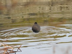 Fulica atra