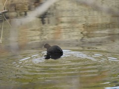 Fulica atra