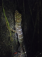 Cyrtodactylus malayanus