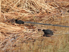 Fulica atra