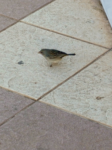 Band-tailed Sierra-Finch