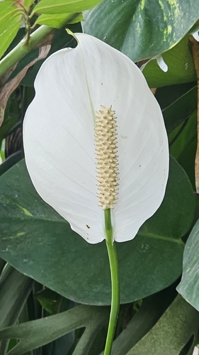 Spathiphyllum wallisii