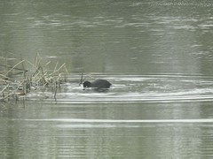 Fulica atra