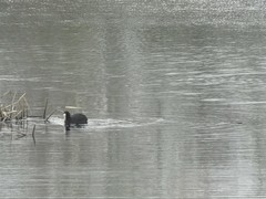 Fulica atra