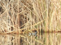 Gallinula chloropus