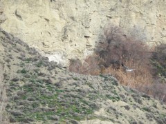 Larus fuscus
