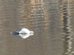 Larus fuscus