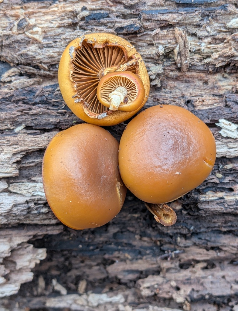 Galerina marginata · December 2025 · photo: © kzoebel (iNaturalist, cc0)