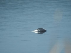 Larus fuscus