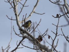 Cyanistes caeruleus
