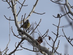 Cyanistes caeruleus