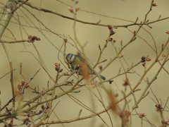 Cyanistes caeruleus