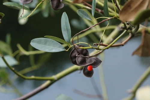 Ormosia emarginata, photograph 5