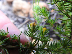 Aspalathus juniperina juniperina
