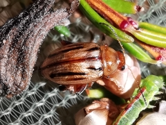 Arrhenocoela lineata