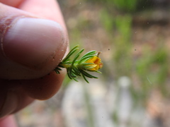 Aspalathus juniperina juniperina