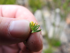 Aspalathus juniperina juniperina