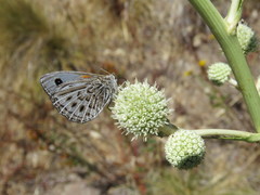 Argyrophorus argenteus