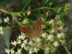 Calephelis arizonensis