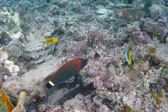 Pseudodax moluccanus