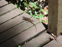 Eutropis rudis