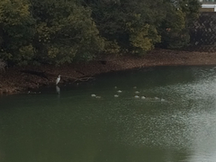 Ardea alba