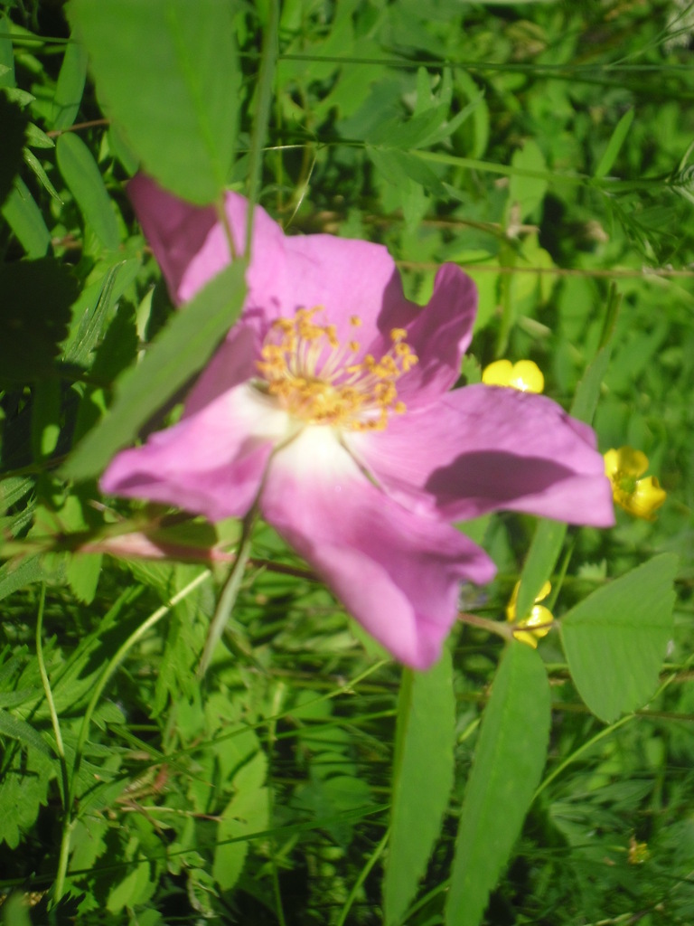 Prickly Wild Rose in July 2012 by B.Byambajav · iNaturalist